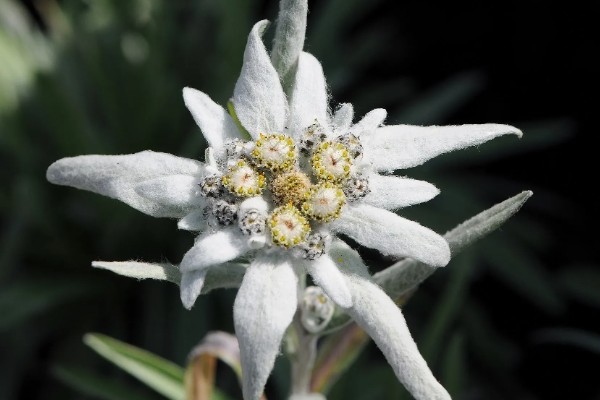雪绒花的寓意是什么,寓意勇敢、珍贵等
