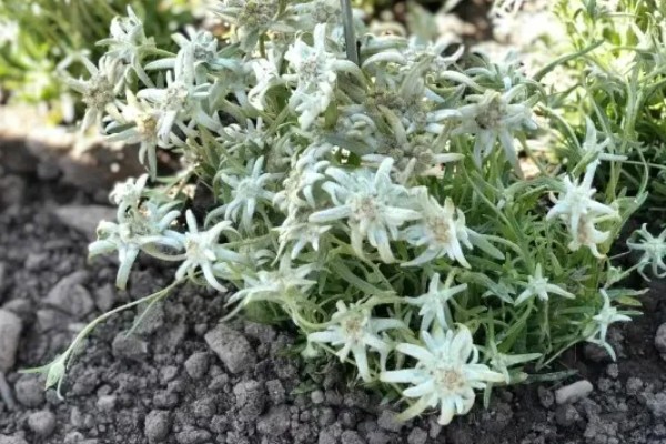 雪绒花的寓意是什么,寓意勇敢、珍贵等
