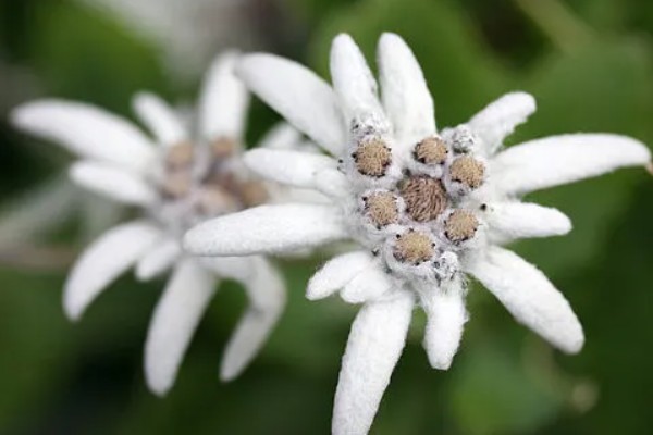 雪绒花的寓意是什么,寓意勇敢、珍贵等