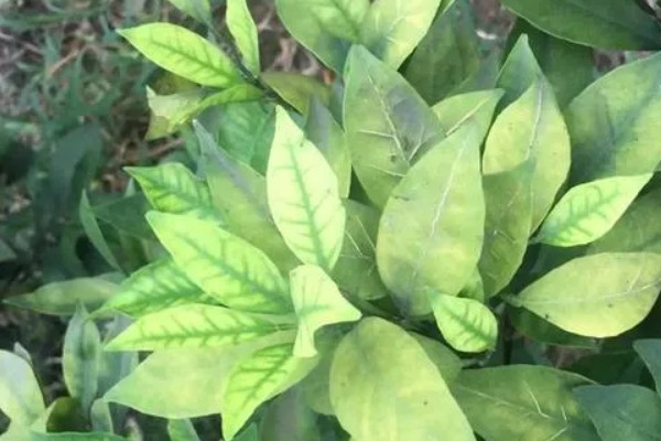 脐橙的花芽分化时间,在结果前会进行花芽分化