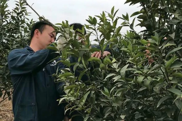 脐橙的花芽分化时间,在结果前会进行花芽分化