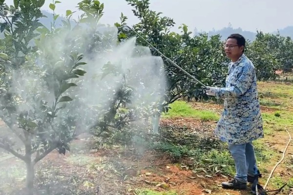 脐橙的花芽分化时间,在结果前会进行花芽分化
