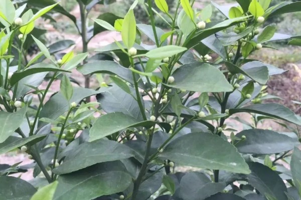 脐橙的花芽分化时间,在结果前会进行花芽分化