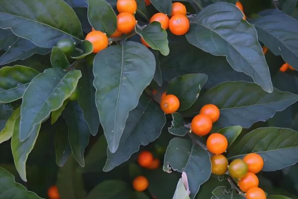 四季果如何养殖,适宜的生长温度在10-25℃