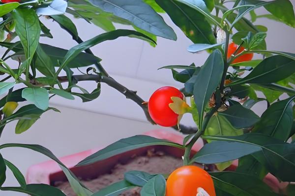 四季果如何养殖,适宜的生长温度在10-25℃