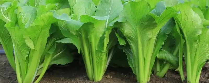 在什么温度下种植快菜，达到15℃左右即可栽培