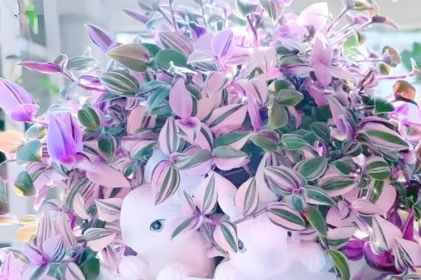 10月份可以给吊兰剃头吗，吊兰10月份不可以剃头