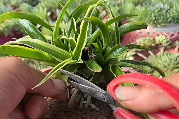 10月份可以给吊兰剃头吗，吊兰10月份不可以剃头