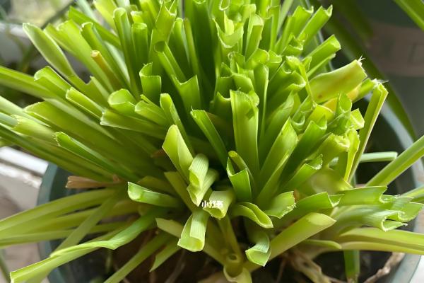 10月份可以给吊兰剃头吗，吊兰10月份不可以剃头