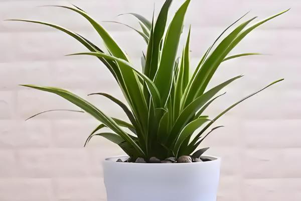 10月份可以给吊兰剃头吗，吊兰10月份不可以剃头