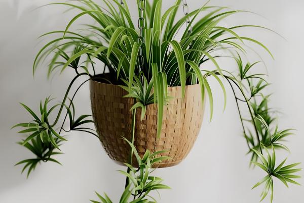 10月份可以给吊兰剃头吗，吊兰10月份不可以剃头