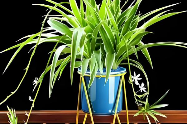 10月份可以给吊兰剃头吗，吊兰10月份不可以剃头