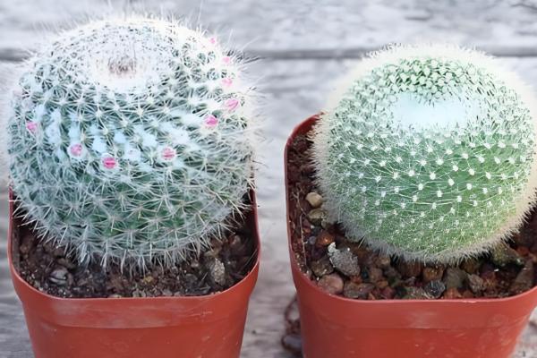 仙人球有哪些种类，常见的有仙人鞭、月月掌等