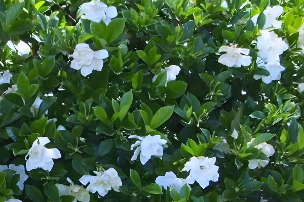 栀子花叶子上的白色颗粒是什么东西,可能是蚧壳虫