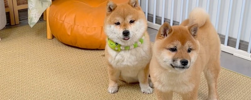 给小狗驱虫要注意什么,体内驱虫需达到8周龄才能进行