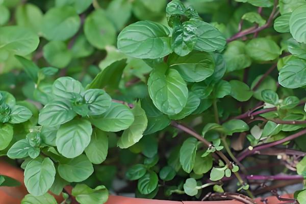 猫薄荷吃多了对猫咪有没有害,可能会导致肠胃不适