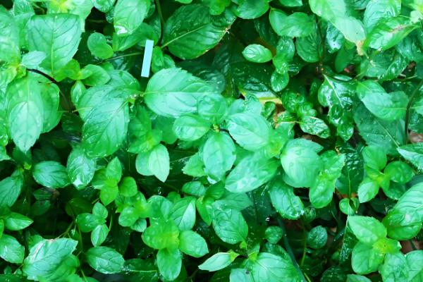 猫薄荷吃多了对猫咪有没有害,可能会导致肠胃不适