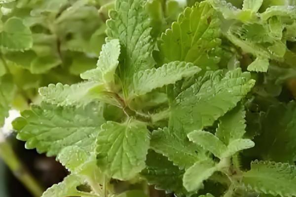 猫薄荷吃多了对猫咪有没有害,可能会导致肠胃不适