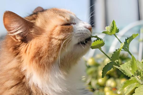 猫薄荷吃多了对猫咪有没有害,可能会导致肠胃不适