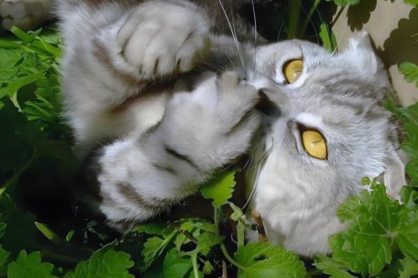 猫薄荷吃多了对猫咪有没有害,可能会导致肠胃不适