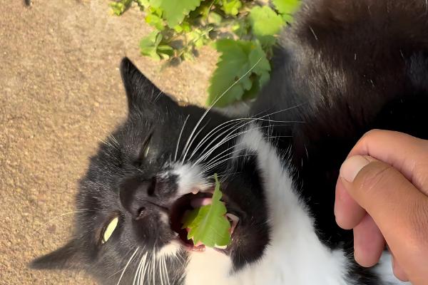 猫薄荷吃多了对猫咪有没有害,可能会导致肠胃不适