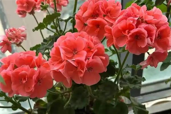 天竺葵有没有毒,天竺葵有毒