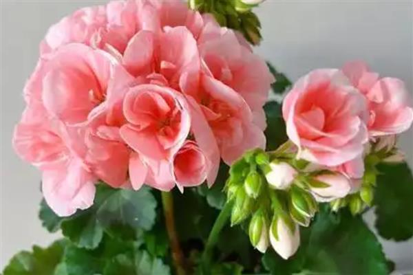 天竺葵有没有毒,天竺葵有毒