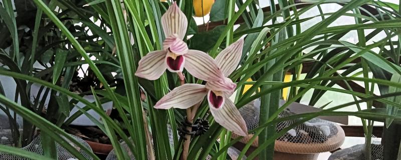 为什么兰花不开花，可能是温度不适所致