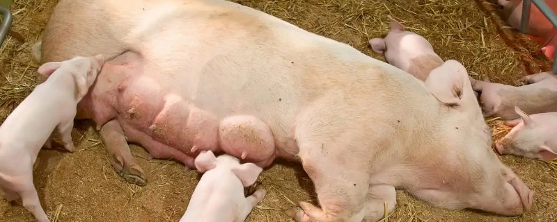 母猪流产的原因及解决方法，可能是得了蓝耳病、伪狂犬病等