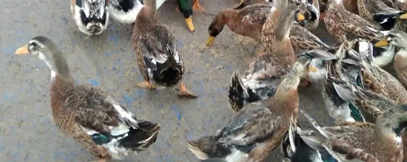 新手怎么养鸭子，养殖前圈舍内外进行彻底的清洗