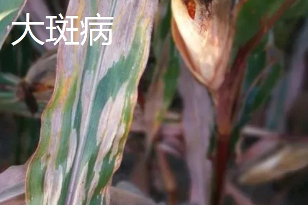 玉米的常见病害及防治方法，常见的有大斑病、小斑病等
