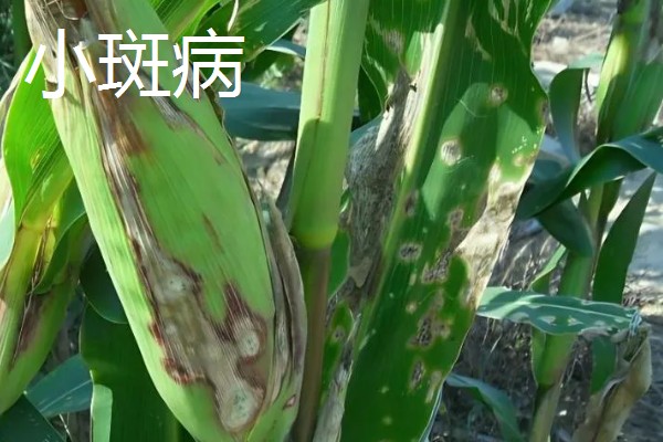 玉米的常见病害及防治方法，常见的有大斑病、小斑病等