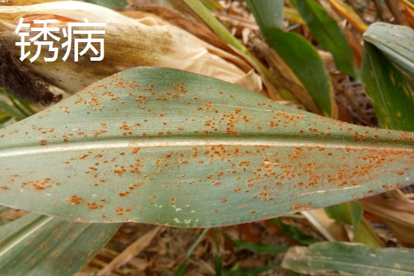 玉米的常见病害及防治方法，常见的有大斑病、小斑病等