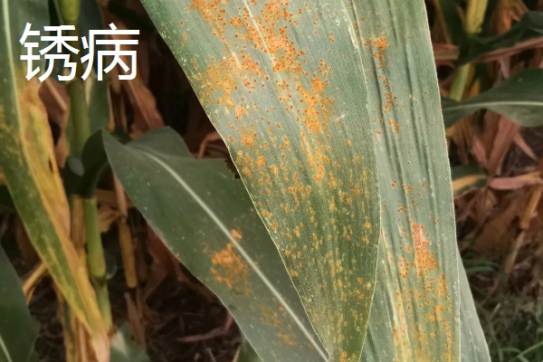 玉米的常见病害及防治方法，常见的有大斑病、小斑病等