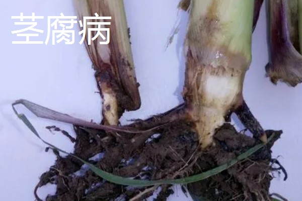 玉米的常见病害及防治方法，常见的有大斑病、小斑病等