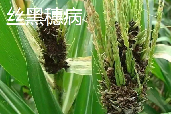 玉米的常见病害及防治方法，常见的有大斑病、小斑病等