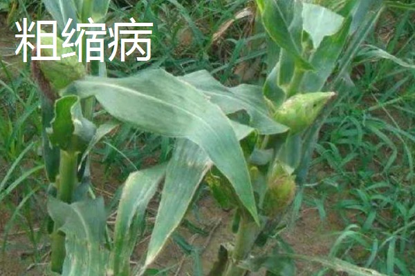 玉米的常见病害及防治方法，常见的有大斑病、小斑病等