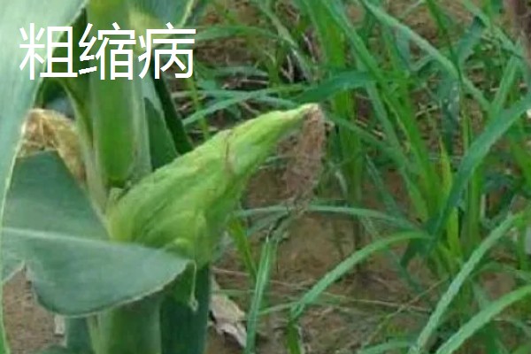 玉米的常见病害及防治方法，常见的有大斑病、小斑病等