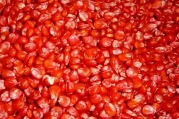 玉米的常见病害及防治方法，常见的有大斑病、小斑病等