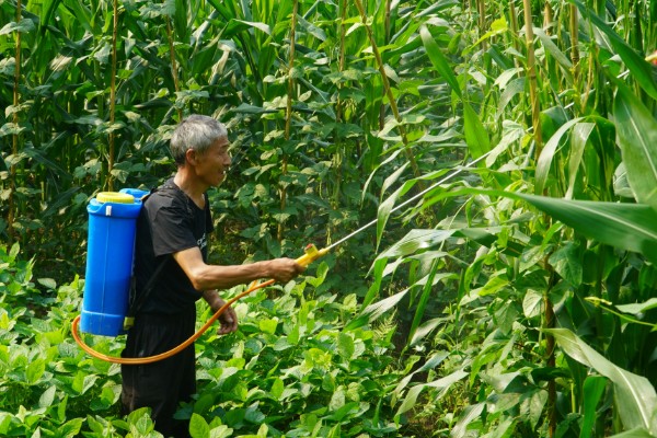 玉米的常见病害及防治方法，常见的有大斑病、小斑病等