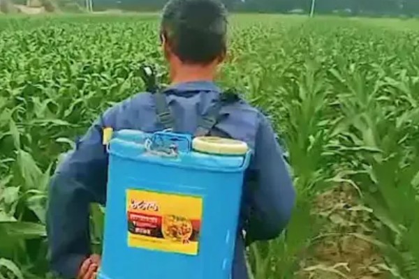 玉米的常见病害及防治方法，常见的有大斑病、小斑病等