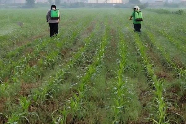 玉米的常见病害及防治方法，常见的有大斑病、小斑病等