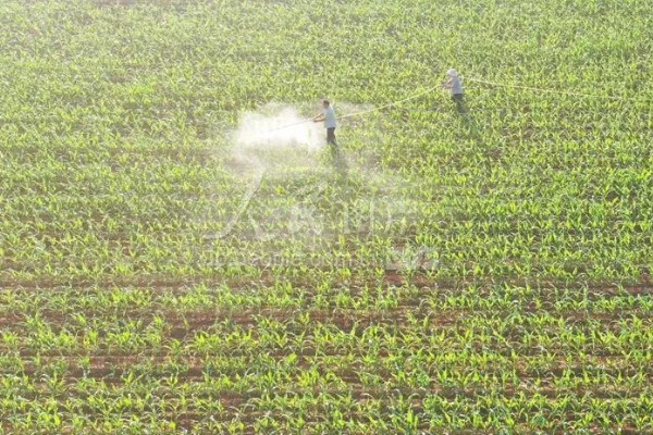 玉米的常见病害及防治方法，常见的有大斑病、小斑病等