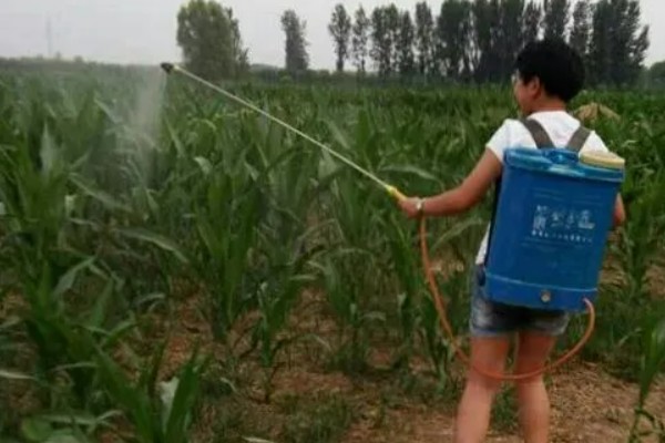 玉米的常见病害及防治方法，常见的有大斑病、小斑病等