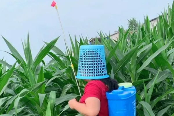 玉米的常见病害及防治方法，常见的有大斑病、小斑病等