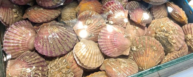 扇贝的种类，共有400余种