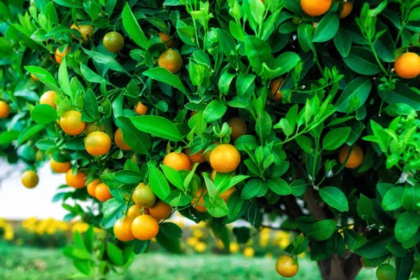 甜橙病虫害的农药防治方法,常见的有黄龙病、溃疡病等