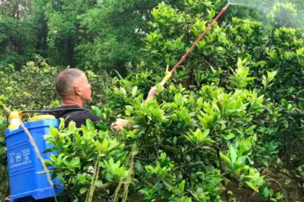 甜橙病虫害的农药防治方法,常见的有黄龙病、溃疡病等