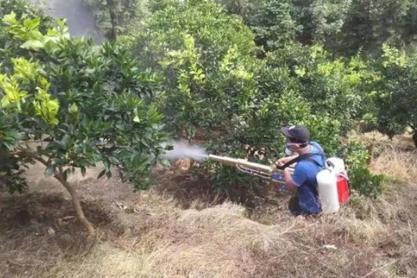 甜橙病虫害的农药防治方法,常见的有黄龙病、溃疡病等