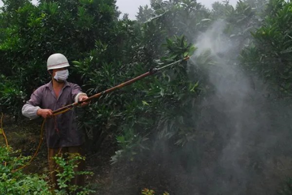 甜橙病虫害的农药防治方法,常见的有黄龙病、溃疡病等